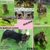 AKC GERMAN SHEPHERD LONG COAT FEMALE