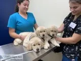 Pure breed Golden Retriever Puppies