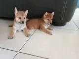Shiba Inu Puppies