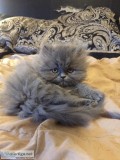 Persian Kittens