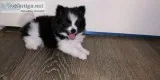 Male Black and White Pomeranian