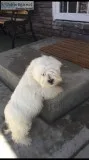 Lhasa Apso puppy