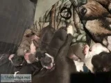 Pitbull bullie