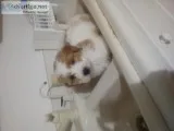 Goldendoddle pups