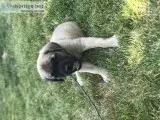 Purebred female English mastiffs