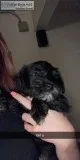 Miniature Schnauzer Puppies