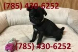 Active Pug Puppies Searching For New Homes.