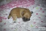 Toy Orange Sable Female Pomeranian (Ruby)