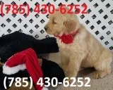 Kindhearted Golden Retriever Puppies Searching Loving Homes.