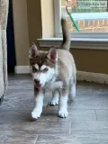 Siberian Husky puppy female AKC