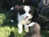 Border Collie Pups