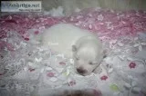 Toy White Female Pomeranain (Crystal)