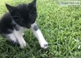 Free kitten