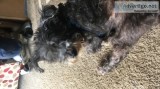 Free 6 yr old Schnauzer
