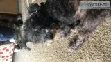 Free 6 yr old Schnauzer