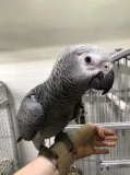 K-I African Grey Parrot--300