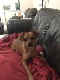 FREE Chihuahua-Mountain Curr Mix