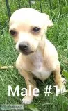 Chihuahua