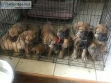 South Africa  bora-Bora mastiff