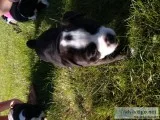 Olde English bulldog puppies