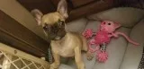 Super Cute French Bulldog Puppies Available