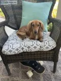 Female Miniature long haired dachshund