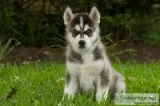 AKC Siberian Husky Puppies