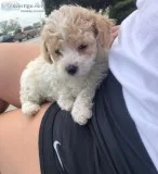 Beautiful male Maltipoo puppy