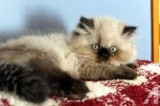 Himalayan