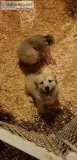 Altonian Shepherd x Great Pyrenees puppies