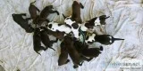 American Pitbull Terrier