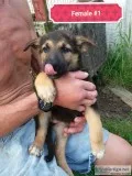 AKC German Shepherd puppies