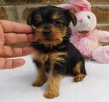 Cute T-Cup Yorkie Puppies Looking For Loving Homes.