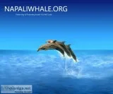 Enjoy the Best Whale Watching Tours in Kauai With Us
