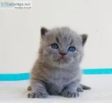 Playful Kittens Needing New Homes.