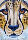 Folsom Studio 718 NEW PAINTING  Cheetah Portrait  SUMMER SPECIAL