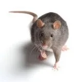 RATS CONTROL