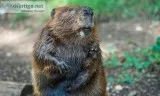 How To Get Rid Of Beaver In Houston TX
