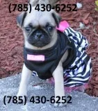 Amazing Pug Puppies Searching For New Homes.