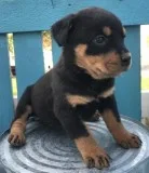 Lovely Rottweiler Puppies Needing Caring Homes.