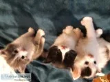 Playful Kittens