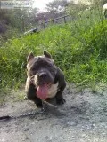 Male bully