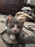 Free Bombay mixed kittens
