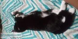 8 month old male cat