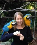 Blue and Gold Macaw parrots