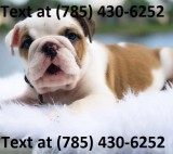 Kindhearted English Bulldog Puppies Wanting New Homes.