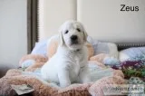 Goldendoodle puppies