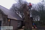 The 10 Best Tree Maintenance Services Near me.