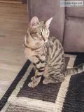 Bengal catskittens
