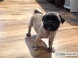 PUG PUPPIES